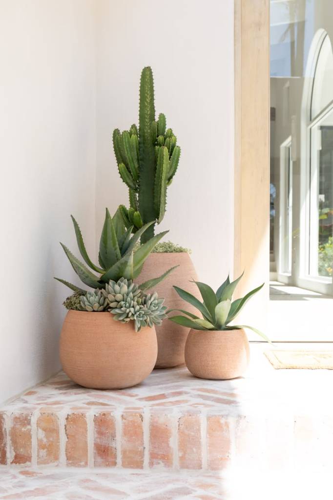 alt =  aménagement décoration espace extérieur plantes cactus contemporaines